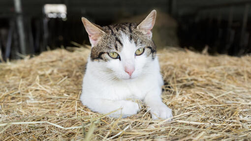 Keeping barn clearance cats warm